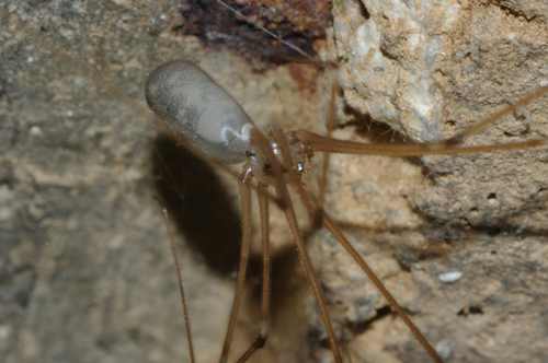 Femmina di Pholcus phalangioides